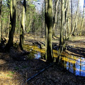 Весенний лес в окрестностях платформы "43 км"(Горьковское направление)