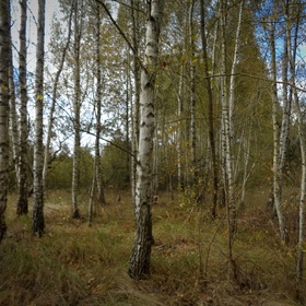 Осенний берёзовый лес