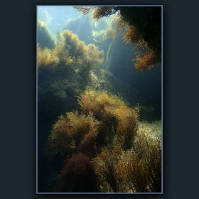 Подводные ландшафты... (26)