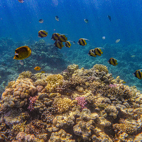 Стайка рыбок на кораллах Шарм эль Шейха. /Красное море, Египет./