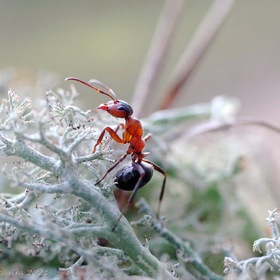 Из жизни одного муравья...