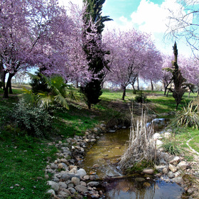 Весна в Мадриде. Цветение алычи.