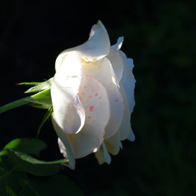 Вечерняя роза