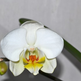 Орхидейка