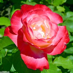 Природы дивное творенье такая роза разноцветная!