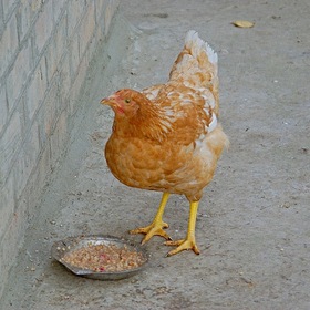 Завтрак цыплёнка