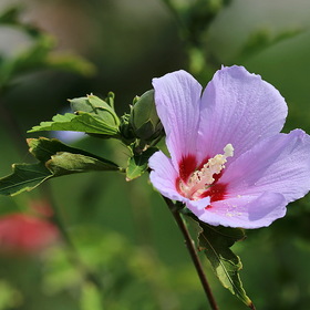 цветок Гибискуса