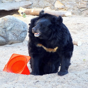 У гималайского медведя свои игрушки