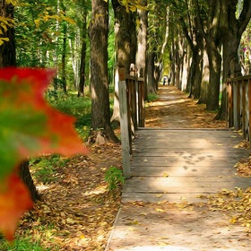 Осенний лист трепещет на ветру - нас приглашает на прогулку поутру