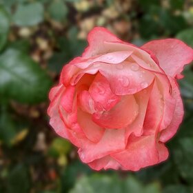 Роза сентября