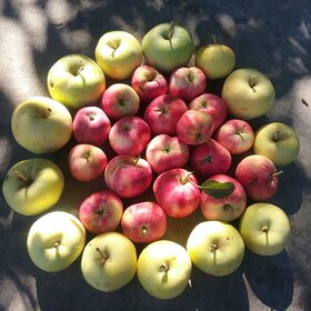 Хороши яблочки