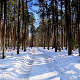 Дорога в лесу.