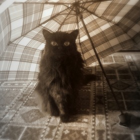Любитель зонтиков