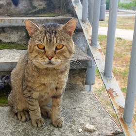 Портрет кота с янтарными глазами.