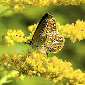Голубянка на желтых цветках