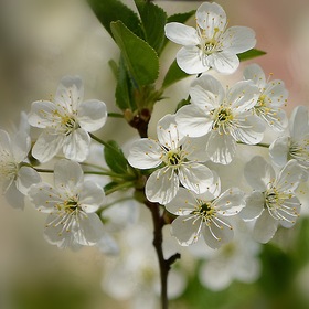 Любимый месяц май в цветении вишни белоснежной...