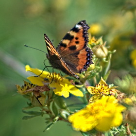 лето - легкая бабочка