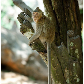наглый обезьян -таиланд