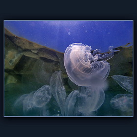 Медузная тусовка :) (6)
