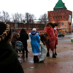Верблюд на площади Минина