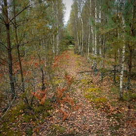 Осенний  лес.....