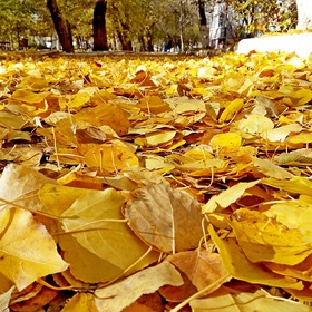 на ковре из желтых листьев