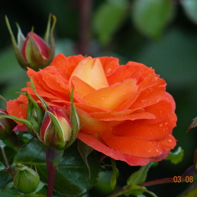 Роза августовская, после дождя.
