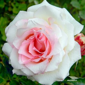 Роза, без сомнения, природы дивное творение!