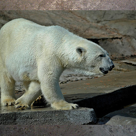 В московском зоопарке. Белый медведь.