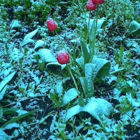 May snow at flowering in Minsk