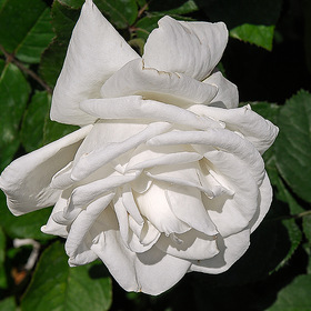 Белая Роза.