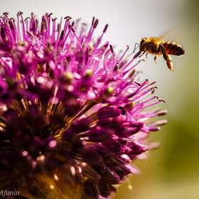 " Раз пчела в тёплый день весной Свой пчелиный покинув рой, Полетела цветы искать И нектар собирать..." Песня.