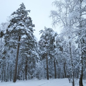 Лес в зимнем декоре
