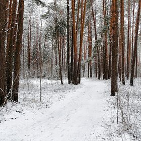 Красота зимнего леса.