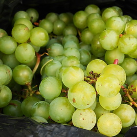 Подмосковный виноград