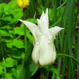 Портрет белоснежного тюльпана в алмазах
