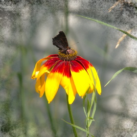 Бабочка на цветке..