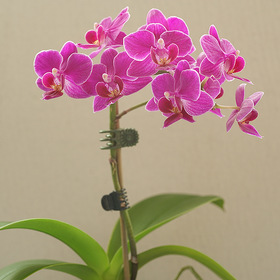 Маленькая орхидейка. Историю цветения см. коммент.