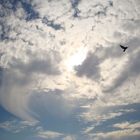 Птица в небесах. Из серии "Облака..."
