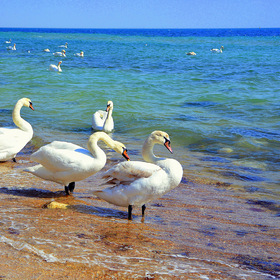 Дикие лебеди на Черном море