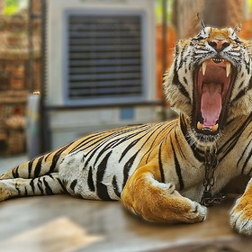 Мой любимый тигр!