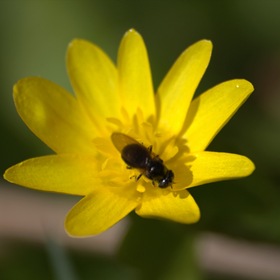 Флора и фауна - пчела на цветке