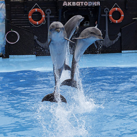 Танцующие дельфины.