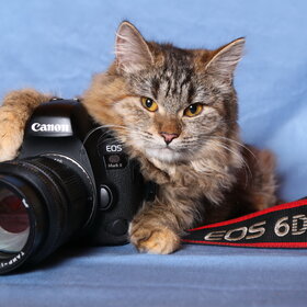 Фото-кото. Именно так выглядит кошка фотографа.