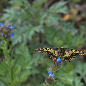 Бабочка  (Papilio machaon)