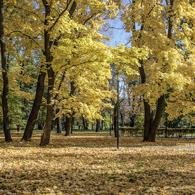 Танцует Осень вальс "Бостон", на ковре из желтых листьев...