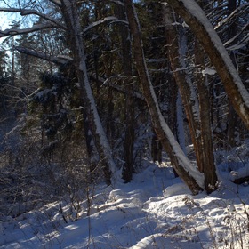 Морозным днем в лесу