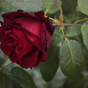 Занежились капли воды от дождя,      На всех лепестках свежепахнущей розы...