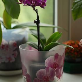 Маленькая орхидейка.