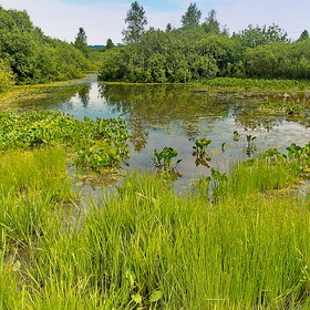 Кульчанские болота